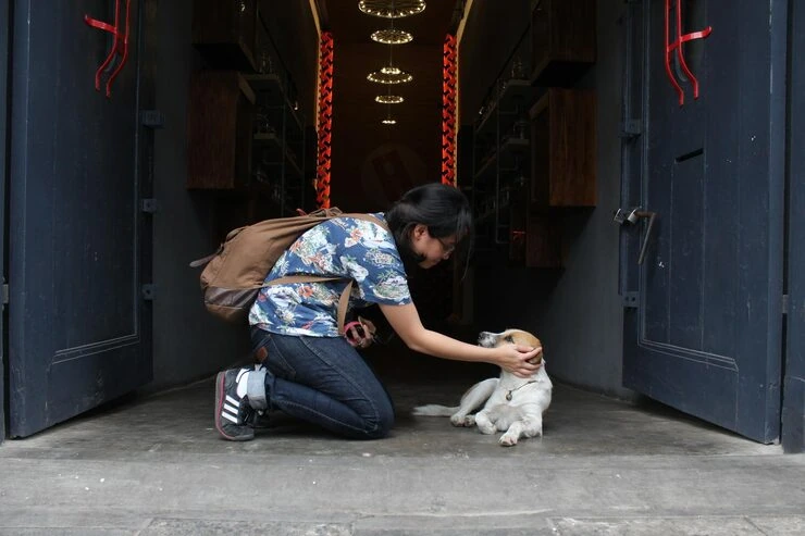 Veterinary-Aware Transport Coordination